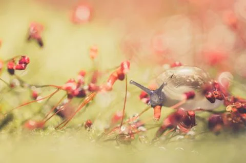Snails and moss Stock Photos