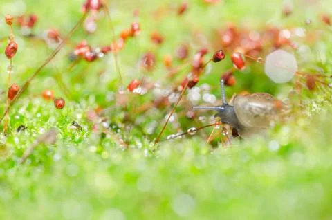 Snails and moss Stock Photos