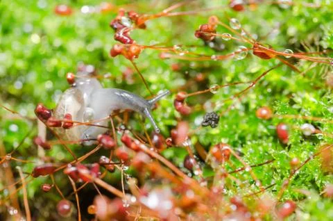 Snails and moss Stock Photos