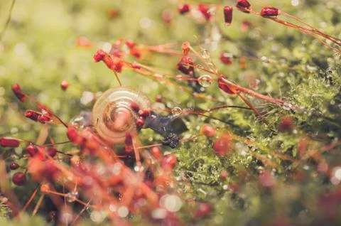 Snails and moss Stock Photos
