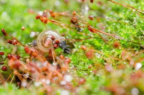 Snails and moss Stock Photos