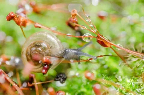 Snails and moss Stock Photos