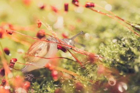 Snails and moss Foto stock