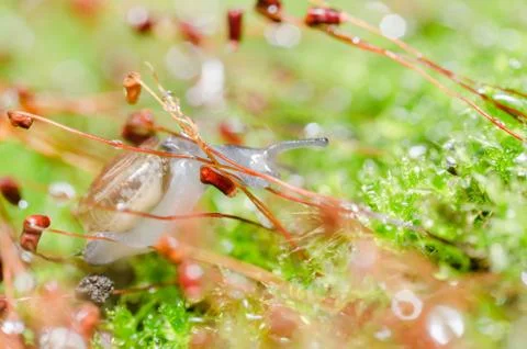 Snails and moss Stock Photos