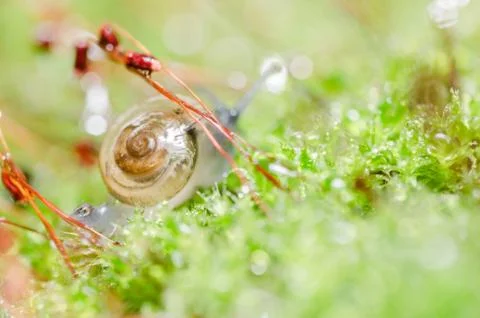 Snails and moss Foto stock
