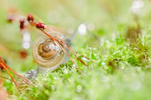 Snails and moss Stock Photos