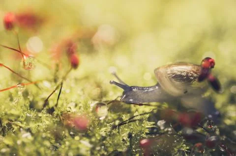 Snails and moss Stock Photos