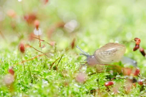 Snails and moss Stock Photos