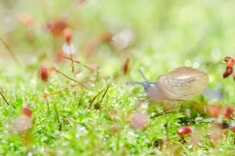 Snails and moss Stock Photos