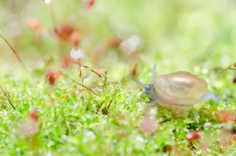 Snails and moss Stock Photos