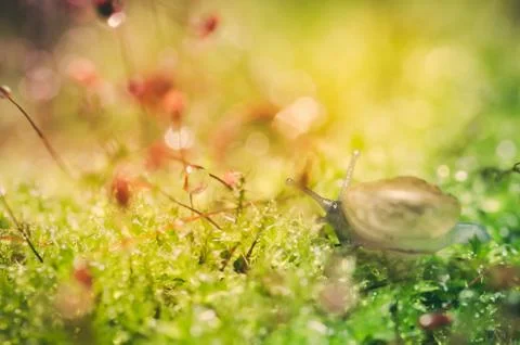 Snails and moss Stock Photos