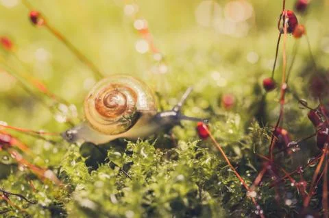 Snails and moss Stock-Fotos