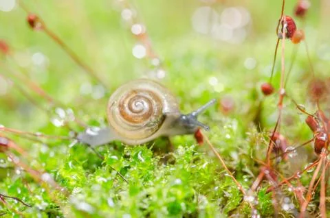 Snails and moss Foto stock