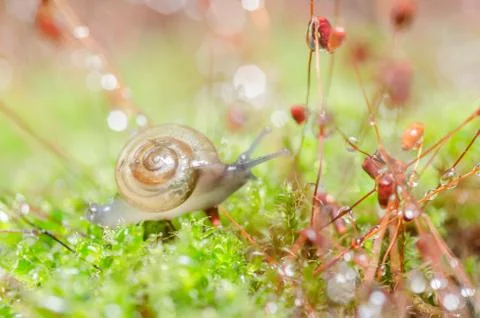 Snails and moss Stock Photos