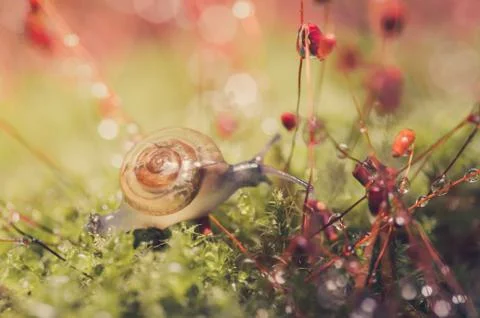 Snails and moss Stock Photos