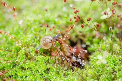 Snails and moss Stock Photos