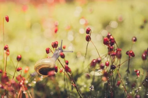 Snails and moss Foto stock