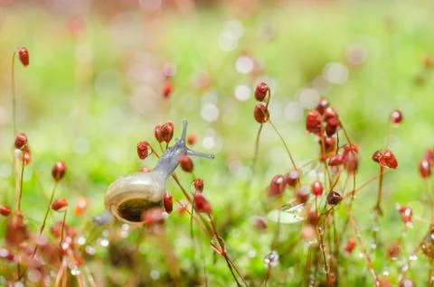 Snails and moss Stock Photos