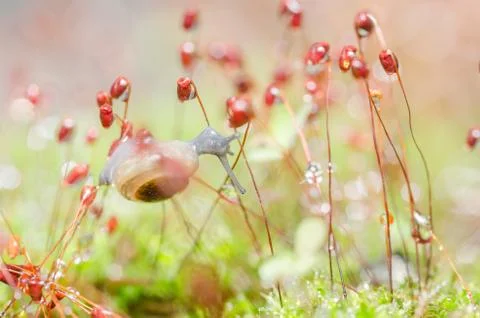 Snails and moss Stock Photos