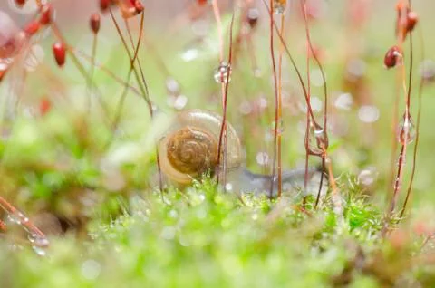 Snails and moss Stock Photos