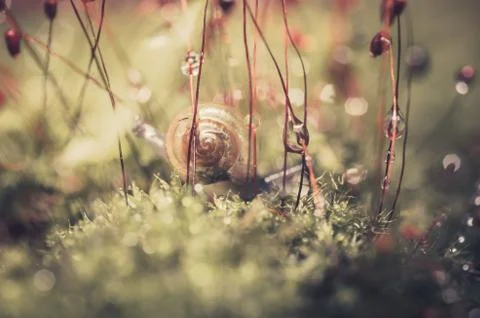 Snails and moss Stock Photos