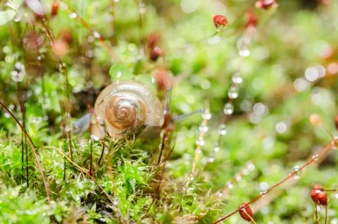 Snails and moss Foto stock