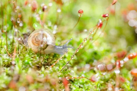 Snails and moss Stock Photos