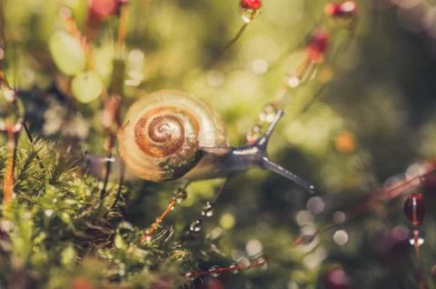 Snails and moss Stock Photos
