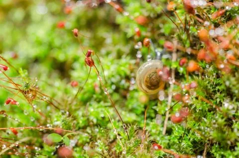 Snails and moss Stock Photos