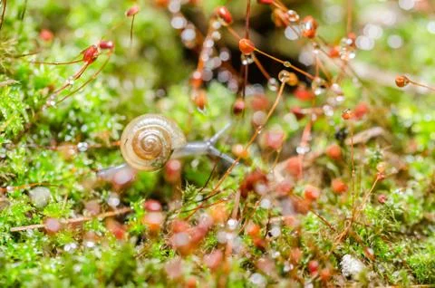 Snails and moss Stock Photos