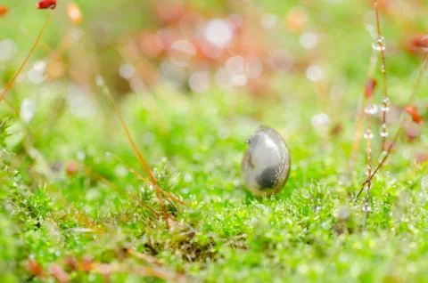 Snails and moss Stock Photos