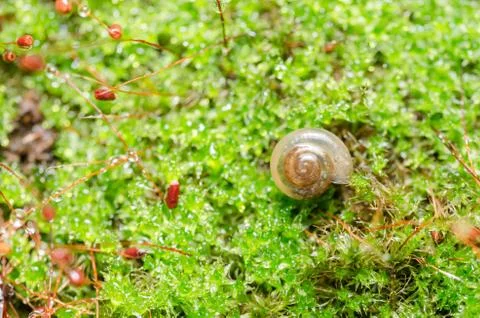 Snails and moss Stock Photos