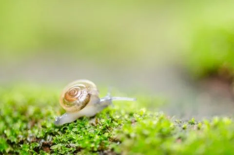Snails and moss Stock-Fotos
