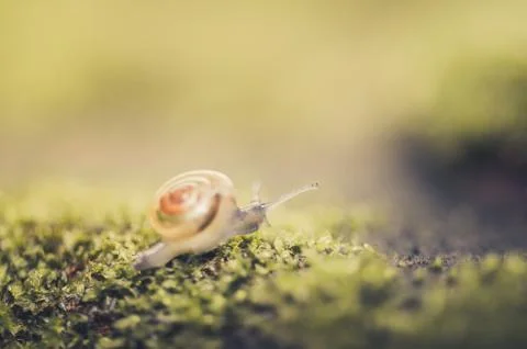 Snails and moss Stock Photos
