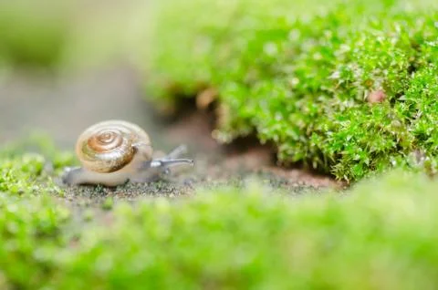 Snails and moss Stock Photos