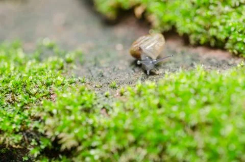 Snails and moss Stock Photos