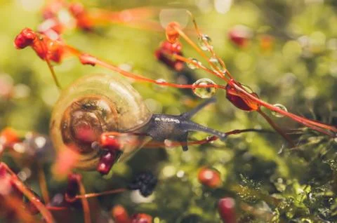 Snails and moss Stock Photos