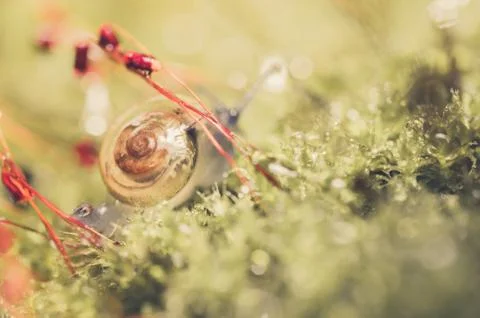Snails and moss Stock Photos