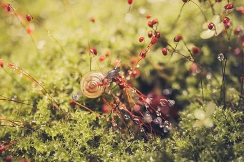 Snails and moss Foto stock