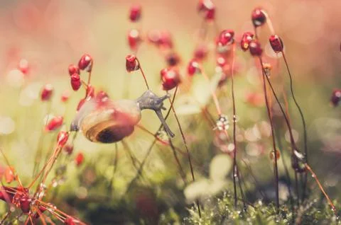 Snails and moss Stock-Fotos