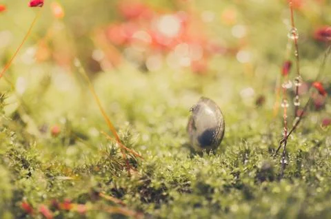 Snails and moss Stock Photos