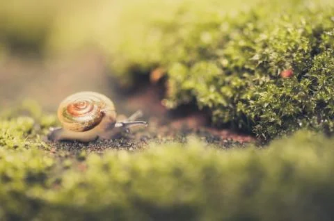 Snails and moss Stock Photos