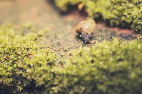 Snails and moss Stock Photos