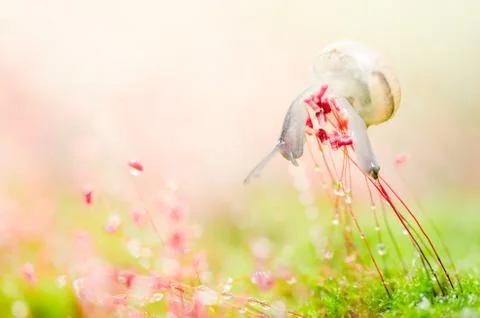 Snails and moss Stock Photos