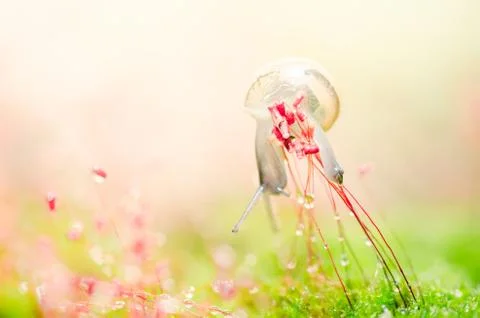 Snails and moss Stock-Fotos