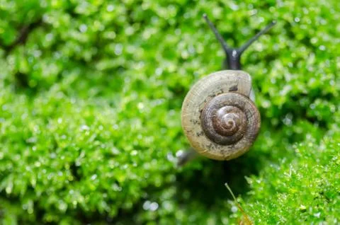 Snails and moss Foto stock