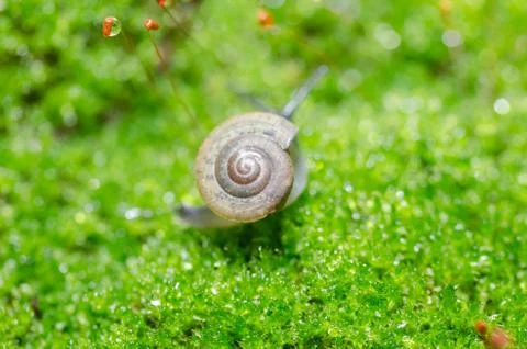 Snails and moss Foto stock