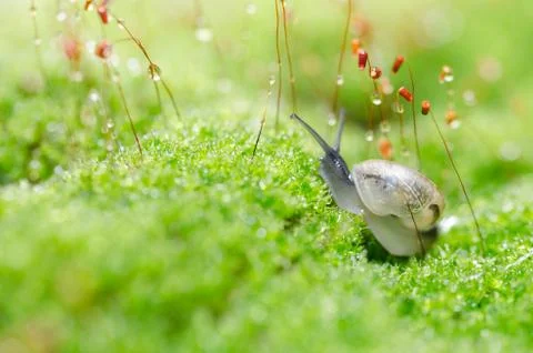 Snails and moss Stock Photos