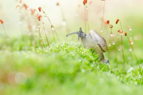 Snails and moss Stock Photos