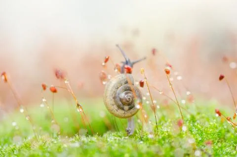 Snails and moss Stock-Fotos